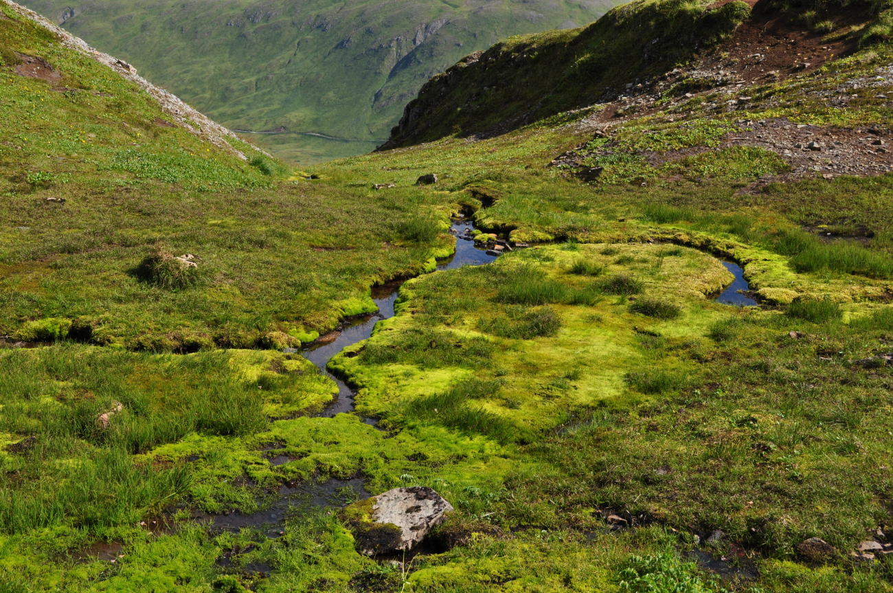 Moss and grass about a small spring in the high hills of Unalaska Island