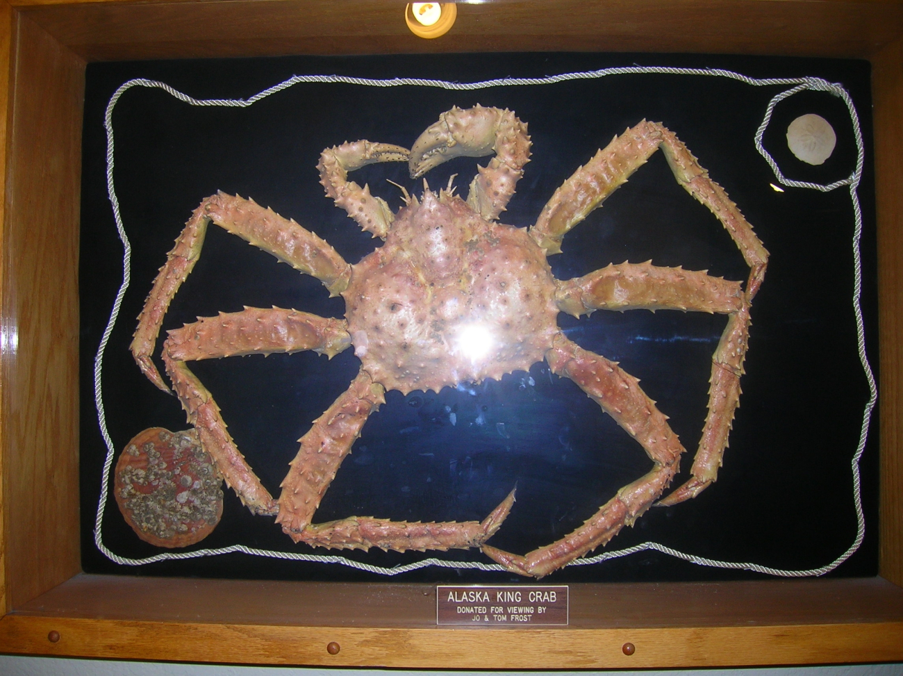 An Alaska king crab mounted and displayed at the Kodiak airport
