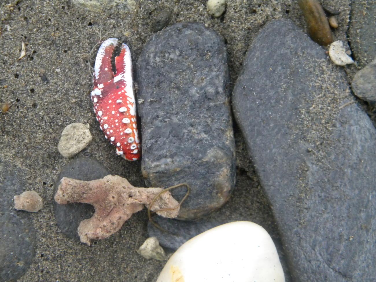 Sponge, crab claw and cobbles on the beach at Nome
