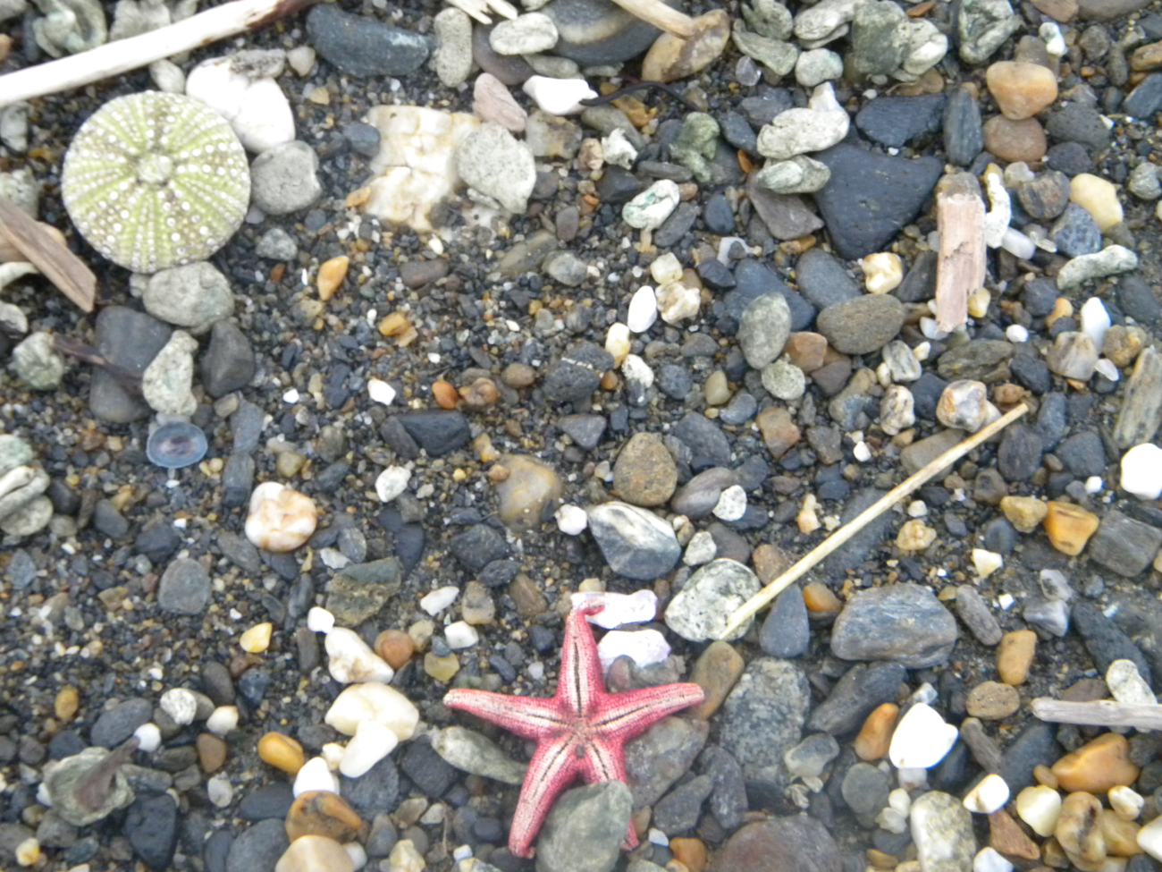 Sea urchin shell and dead starfish amidst cobbles on the Nome beach