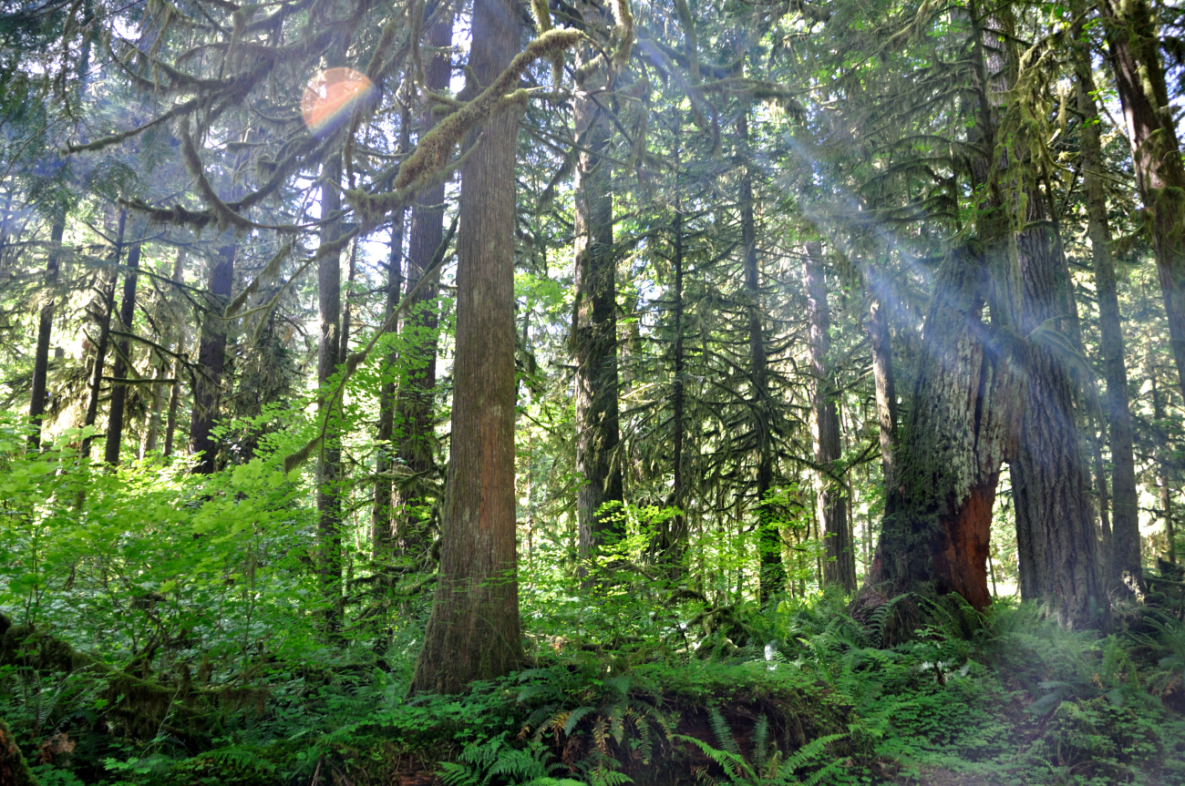 Rain forest on the Olympic Peninsula