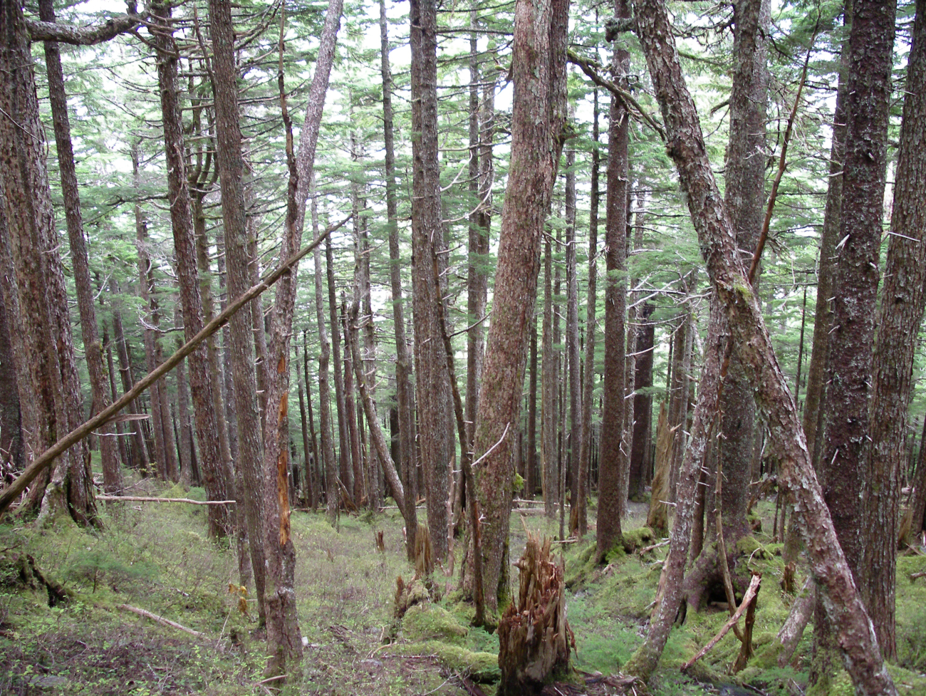 Rain forest near Ketchikan