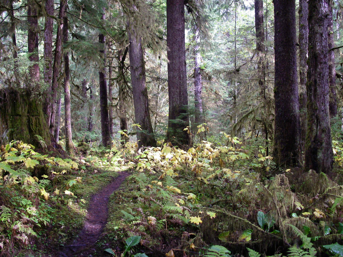 A trail through the woods in the Lunch Creek area of Ketchikan