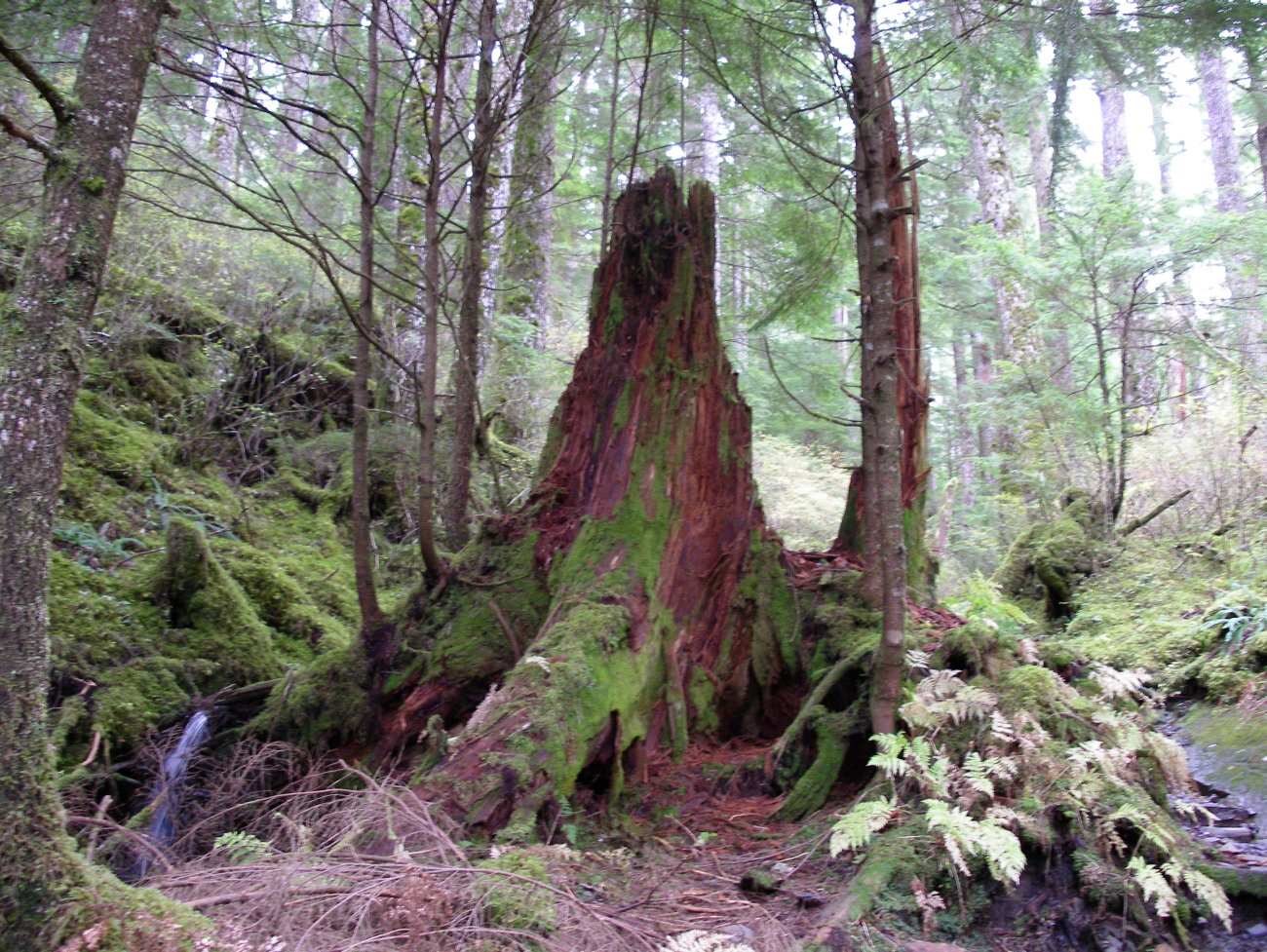 A large red tree stump in the rain forest of Southeast Alaska