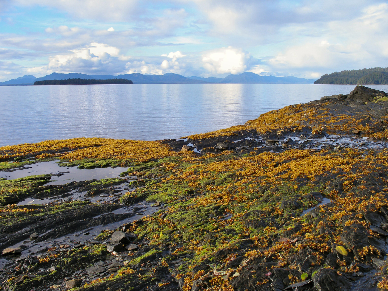 Low tide at Settlers Cove in the Ketchikan area