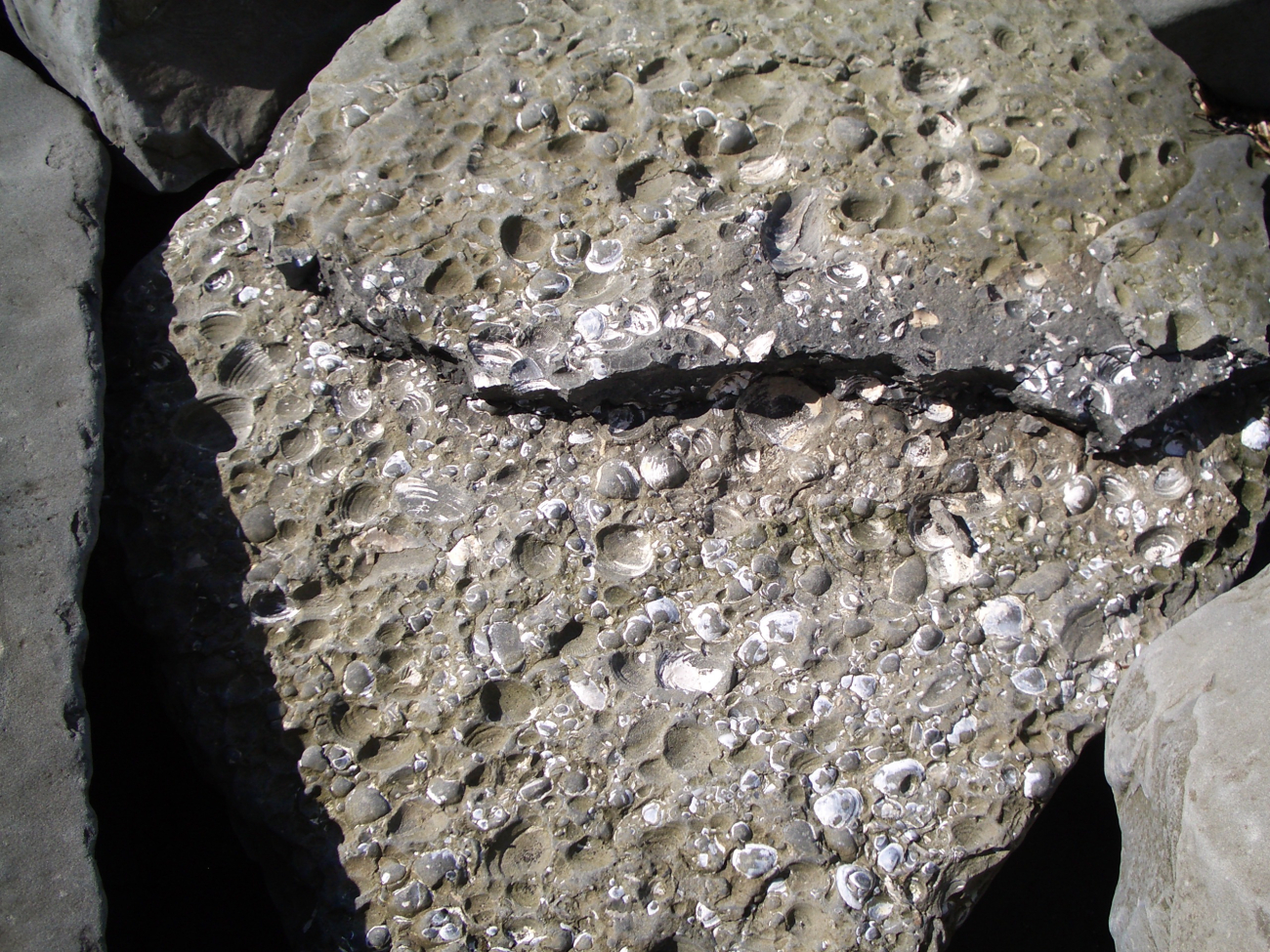 A fossiliferous rock found at Fossil Beach with numerous petrified bivalves