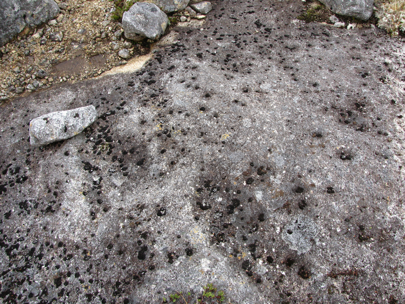 Like randomly tossed blobs of oil, black lichens have colonized an exposedLittle Koniuji Island rock outcrop
