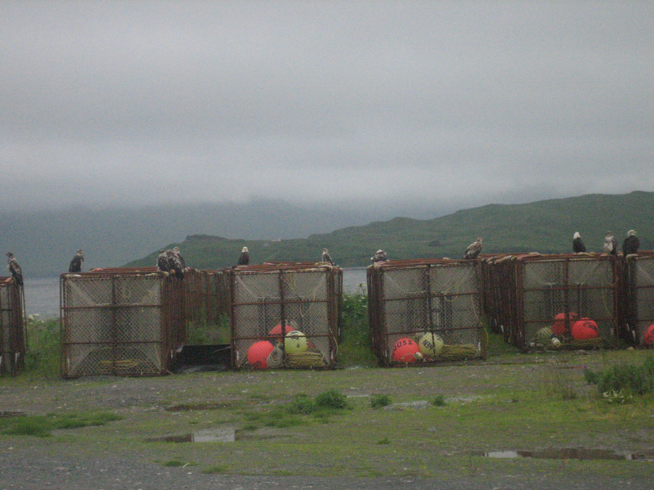 Eagles, sometimes called the rats of the North, perched on crabpots at Dutch Harbor