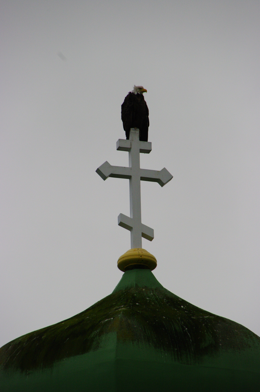 Eagle perched atop the cross crowning the Russian Orthodox Church at DutchHarbor