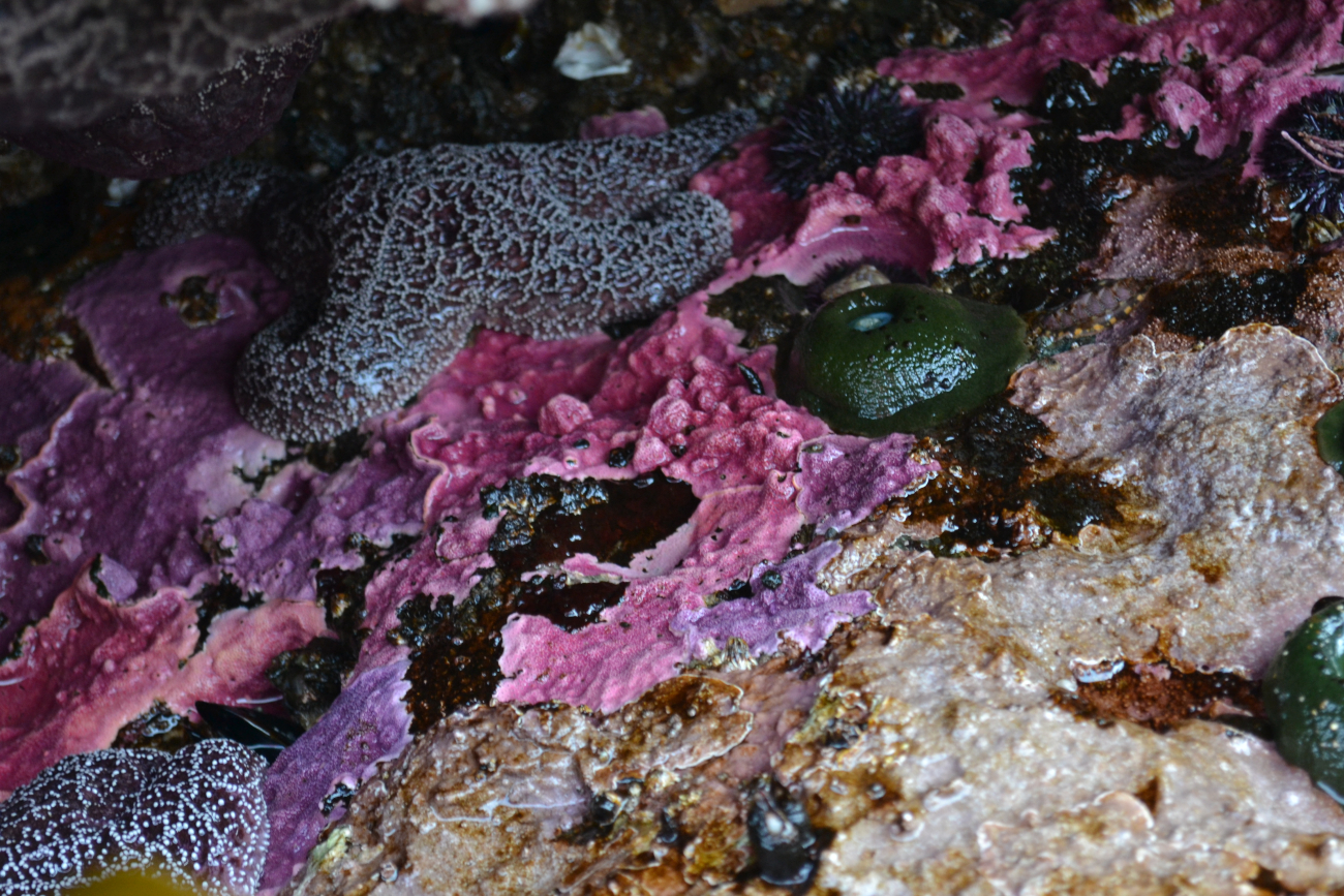 A carpet of brilliantly colored hydrocorals (Allopora sp