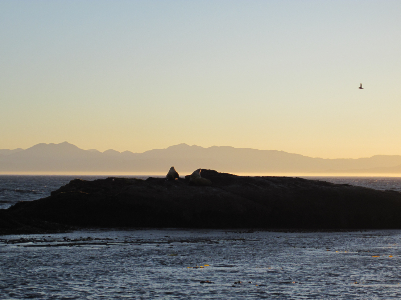 Stellar sea lions sun themselves at dawn at Hedophyllum Cove