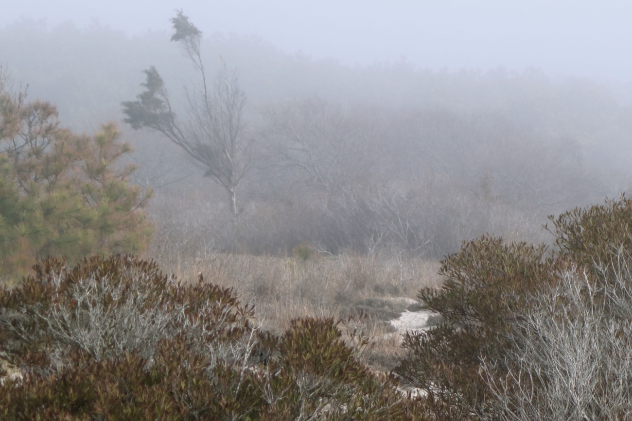 Fog shrouding the vegetation back of the dune line