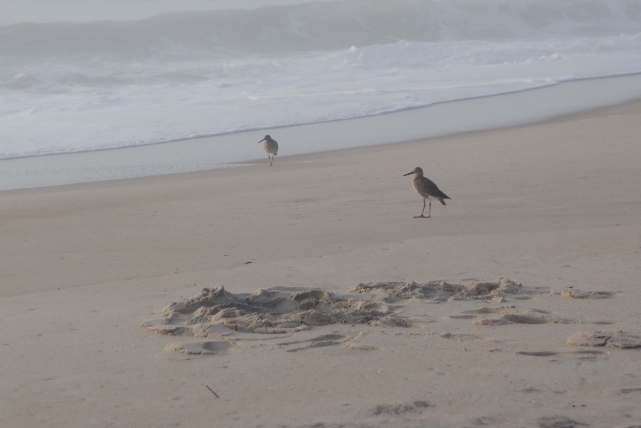 Shore birds patrolling the beach at sunrise