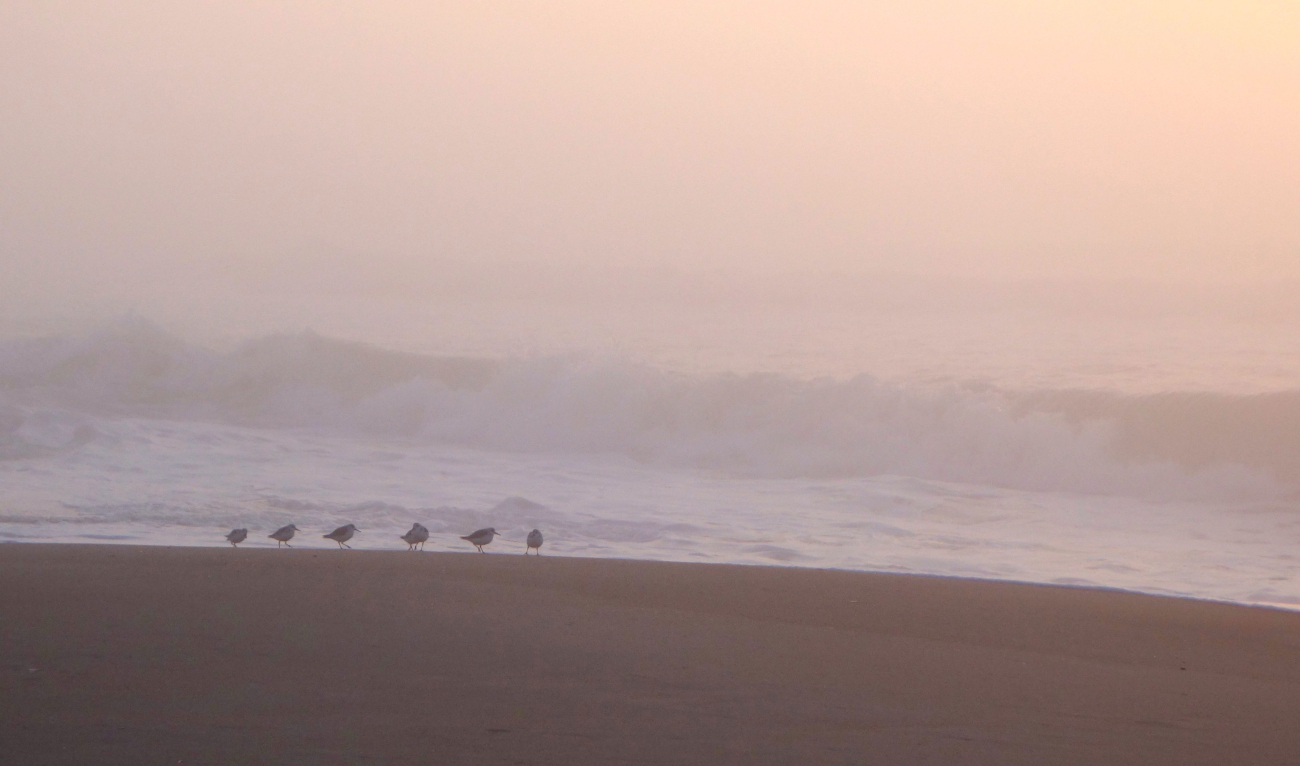 Shore birds patrolling the beach at sunrise