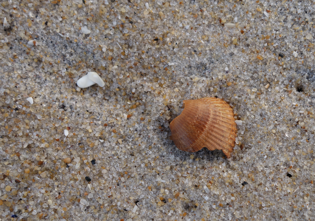 The micro-beach - broken shells and well rounded grains of sand