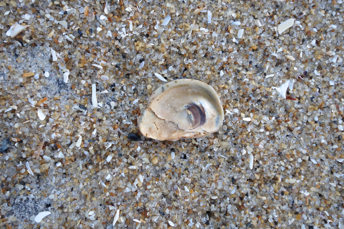 The micro-beach - broken shells and well rounded grains of sand