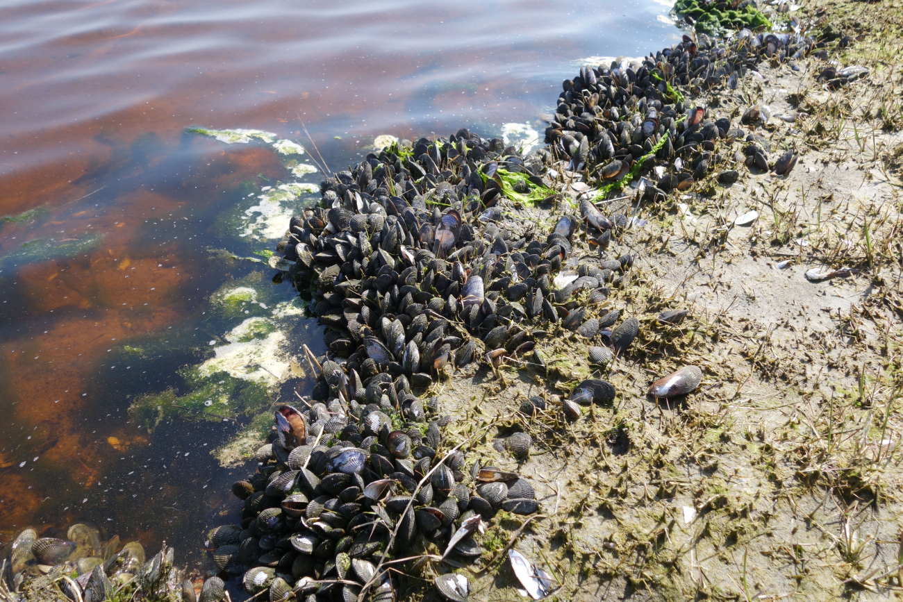 A mussel bed in the wetlands west of Assateague Island