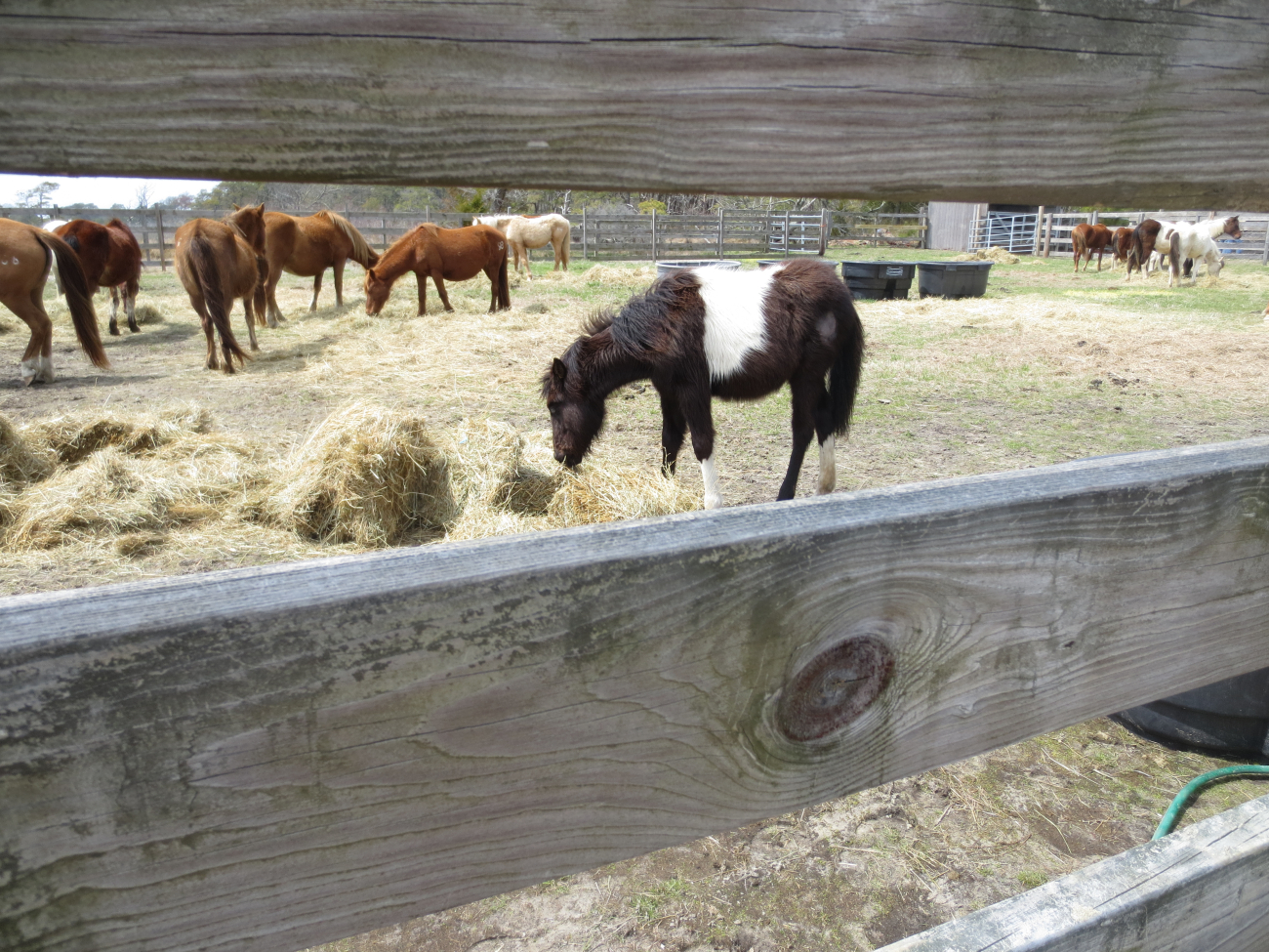 Part of the ponies corralled at an annual roundup to vaccinate theChincoteague ponies