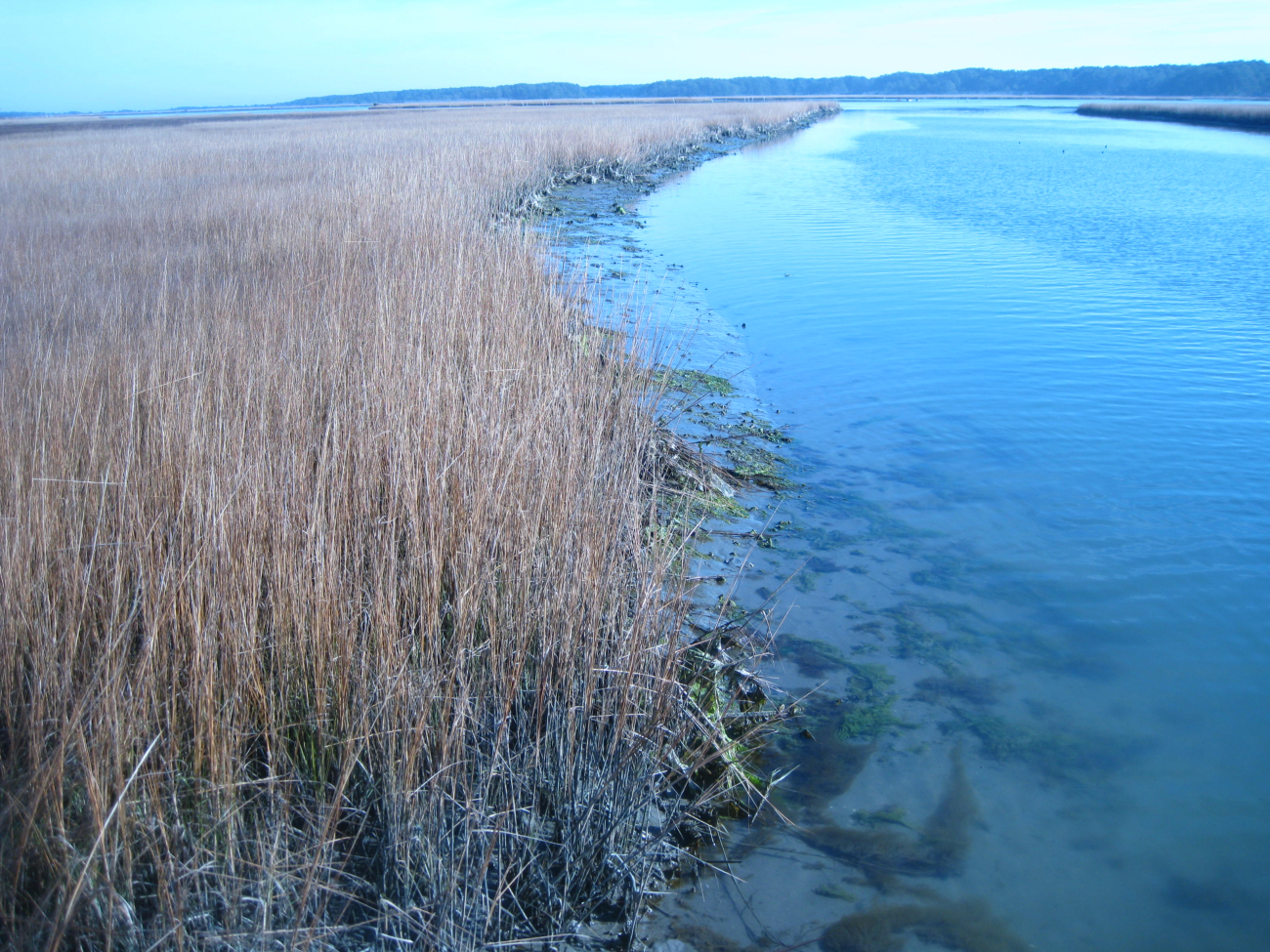 Chincoteague Bay wetlands at low tide