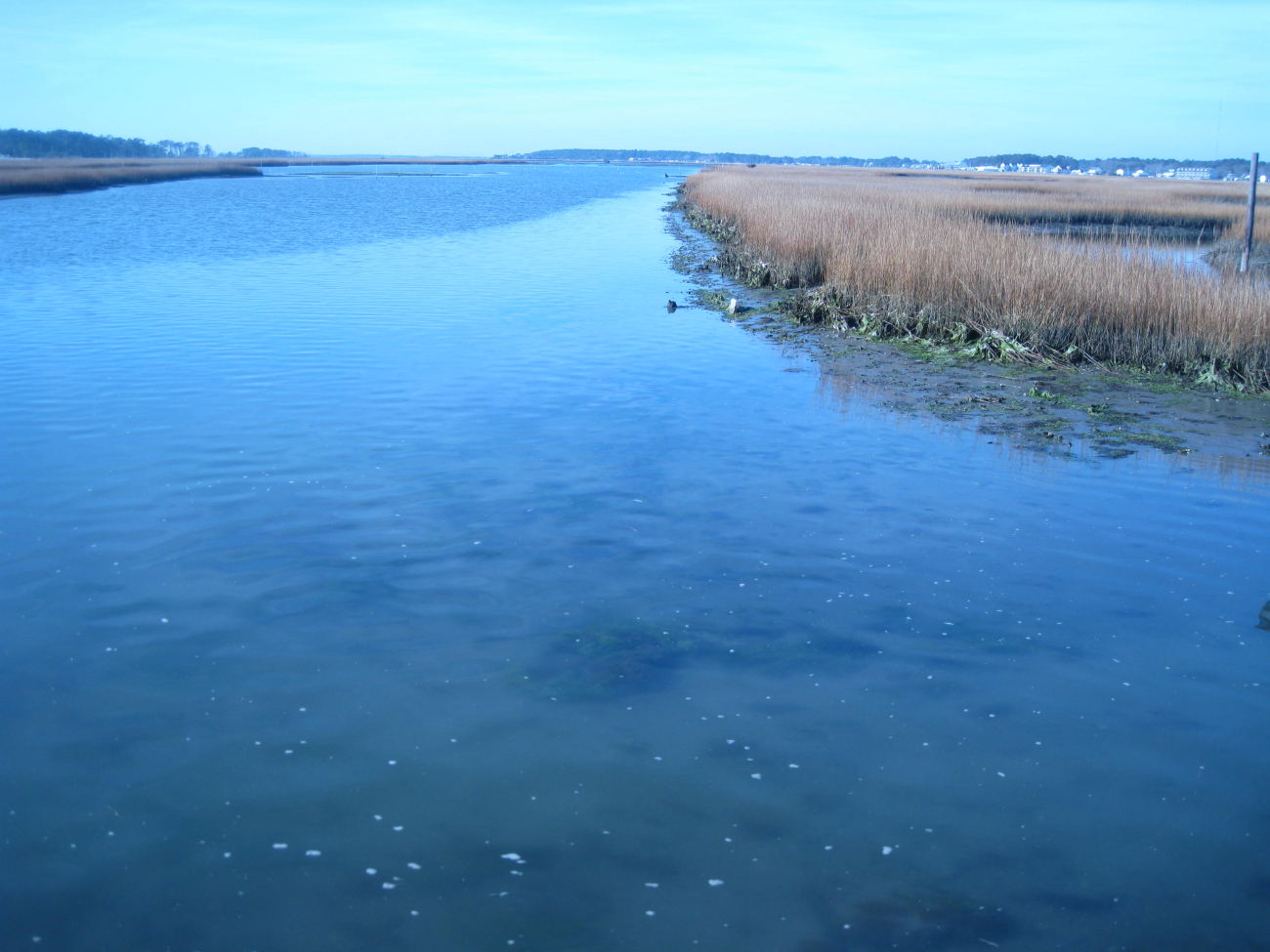 Chincoteague Bay wetlands at low tide