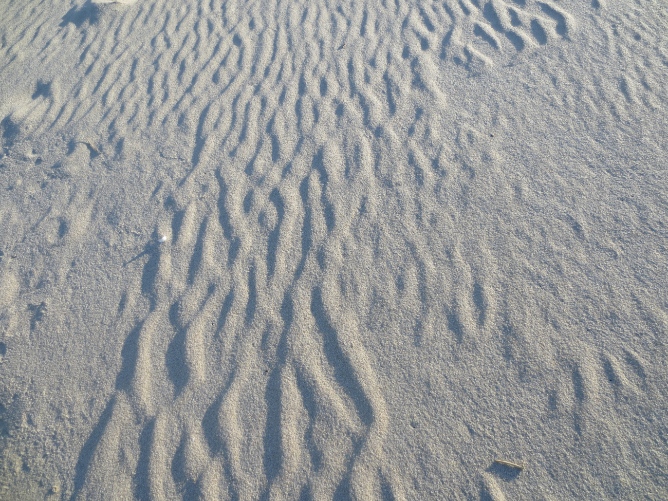 Sand dunes in the Sahara or inch-high ripple pattern in sand of AssateagueIsland?  The latter