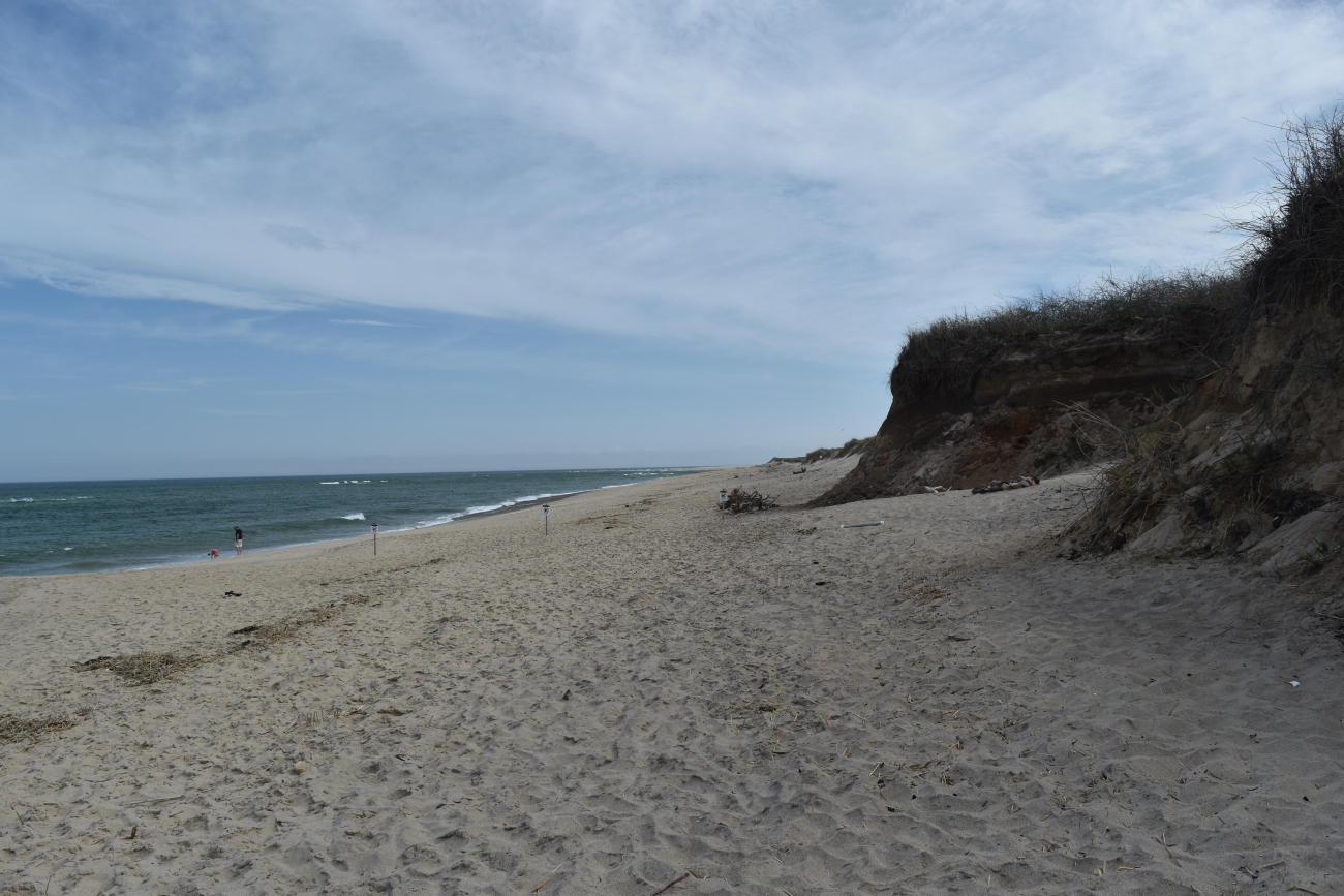 Katama Beach with vegetated sand dunes