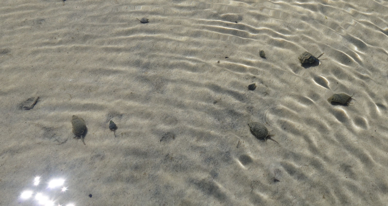 Snails on a shallow rippled bottom