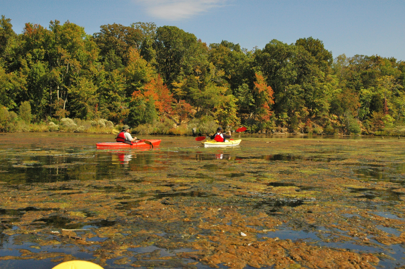 Kayaking in heavy algae at Mallows Bay on a fall day