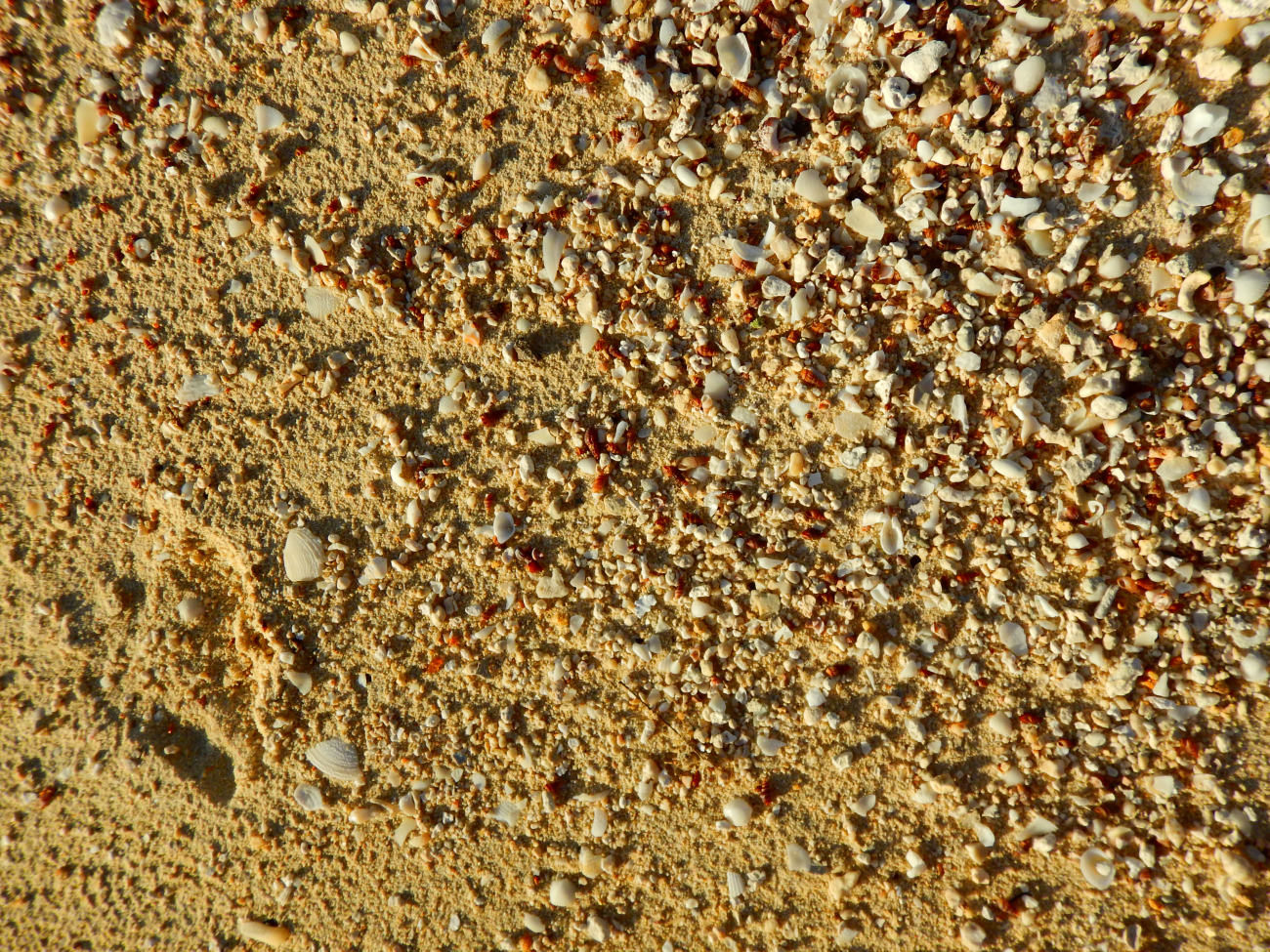 Coral sand and seashells along the beach at Hagatna