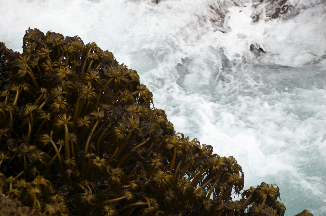 Sea palm kelp (Postelsia palmaeformis) lining the side of a channel cut throughthe rocks on Tatoosh Island