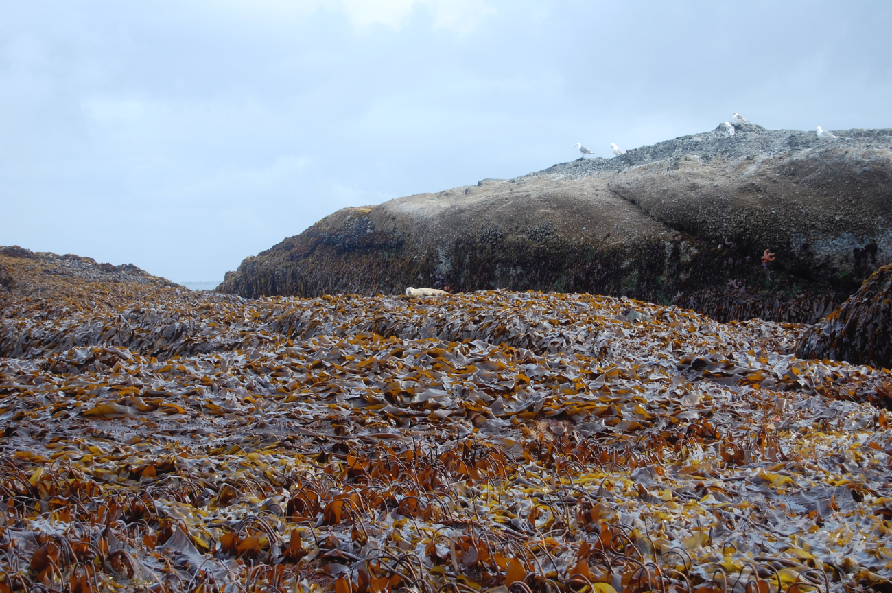 A lone sea lion resting on a bed of seaweed at low tide
