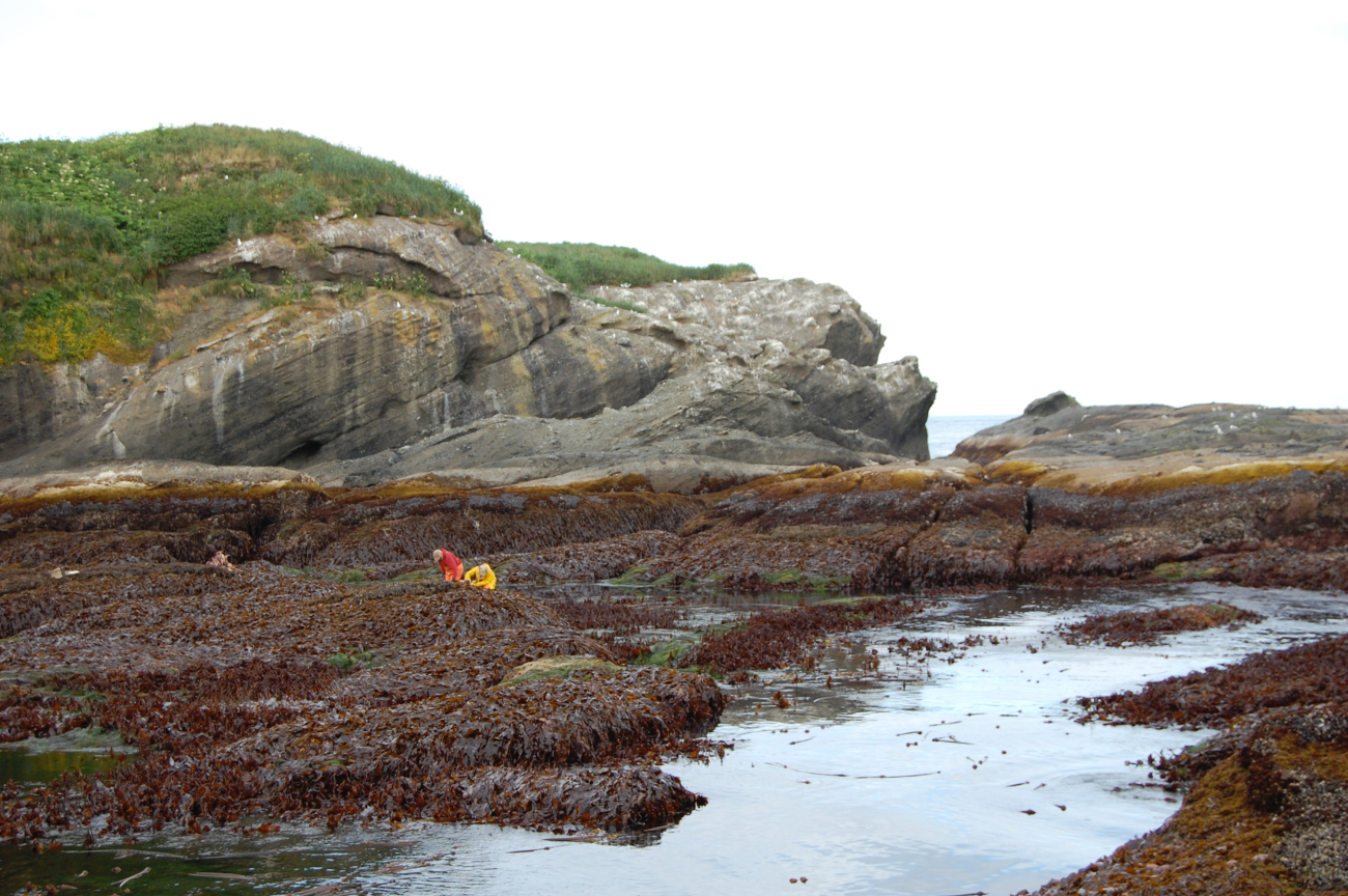 Biologists at the edge of a surge channel at low tide