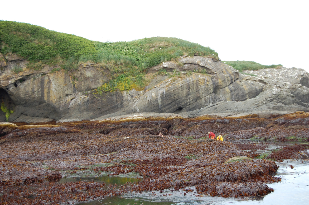 Biologists at the edge of a surge channel at low tide