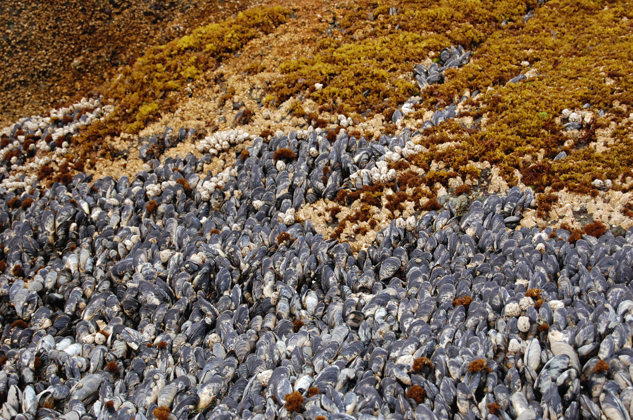 A bed of mussels on Tatoosh Island seen at low tide
