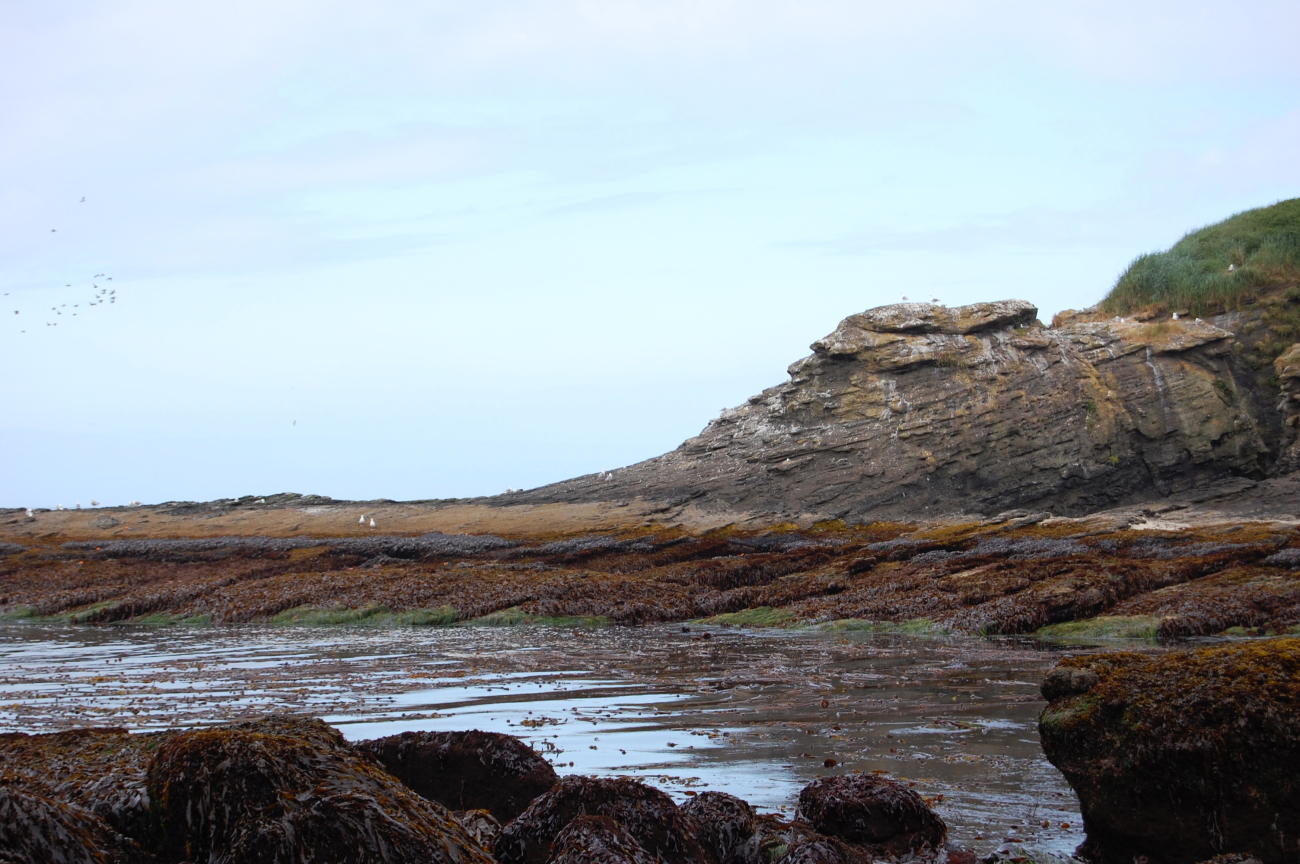 Low tide on Tatoosh Island showing different tidal zones dominated bydifferent species