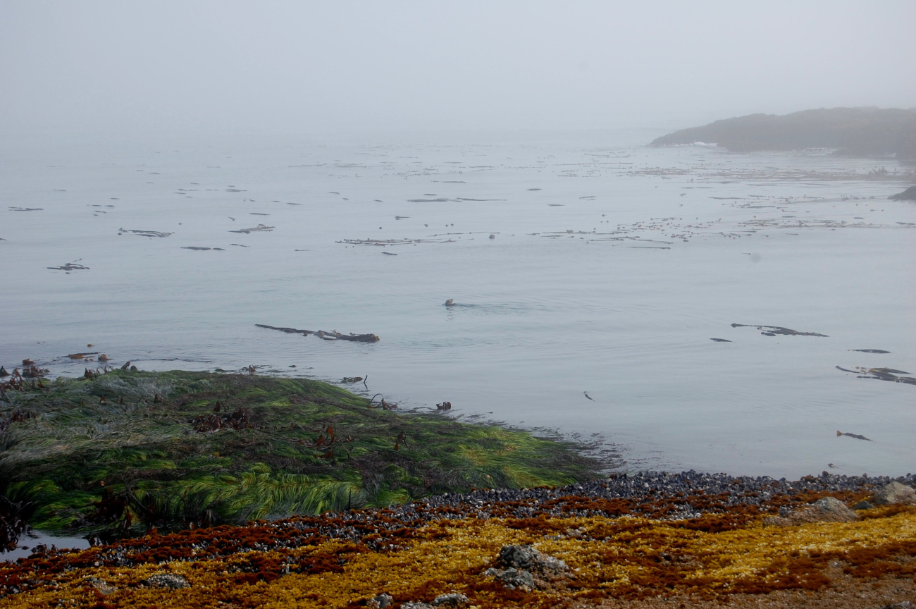 Low tide on a foggy day with a small seal cruising by