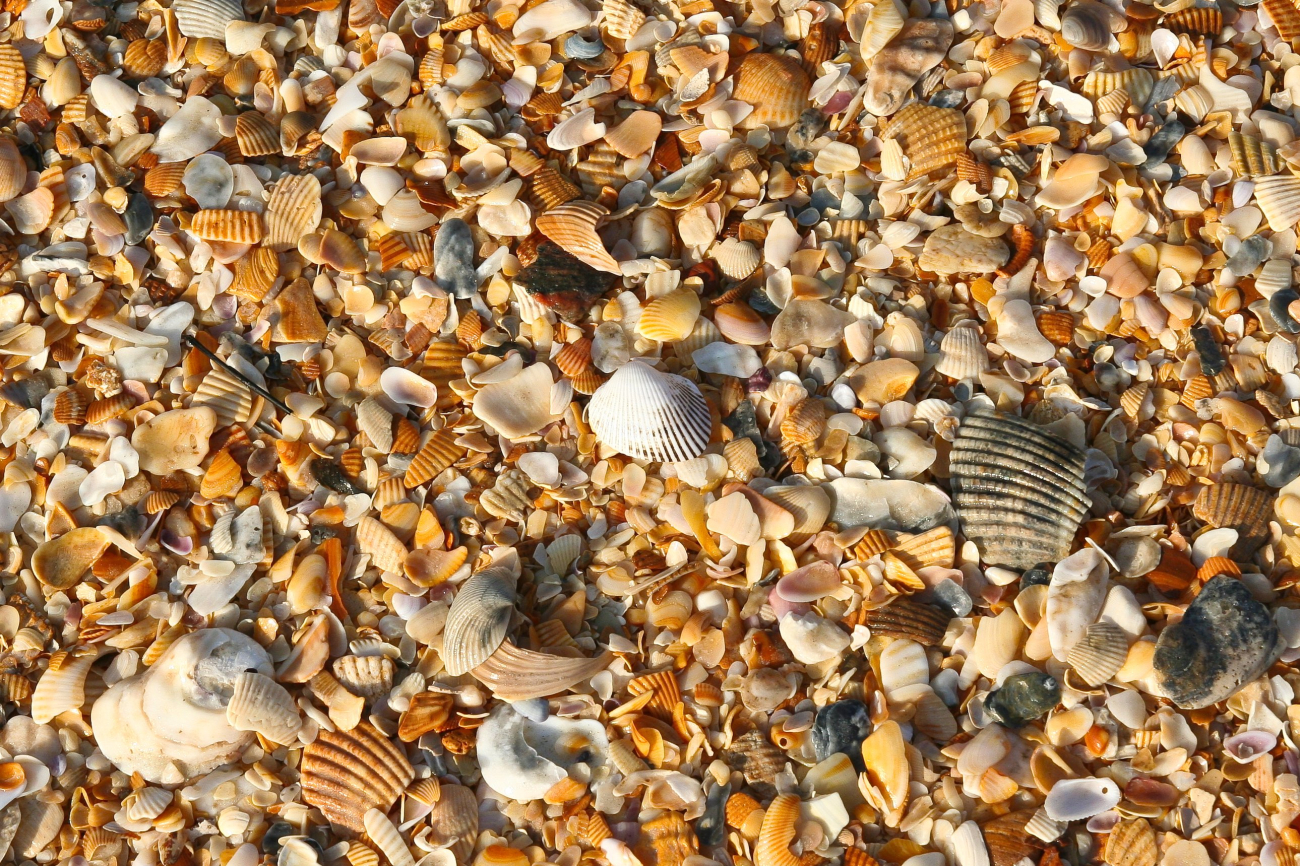 A treasure trove of delicate shells and broken shells