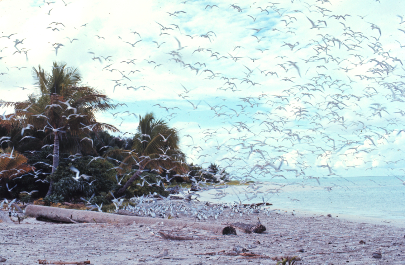 A tern rookery on Helens Reef