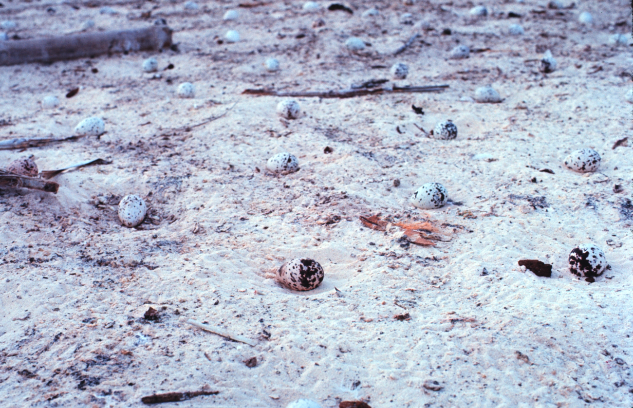 Evenly spaced tern eggs on Helens Reef Island nesting ground