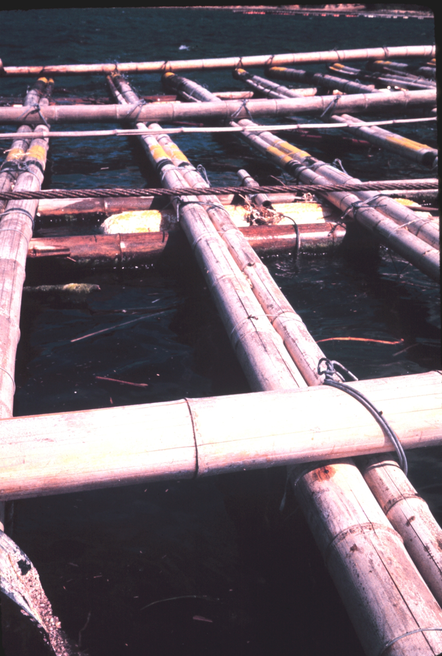 Bamboo oyster-culture rafts for Japanese oyster Crassotrea gigas