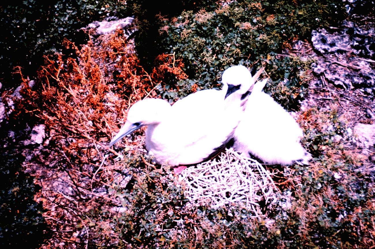 A species of booby nesting - adult with chick