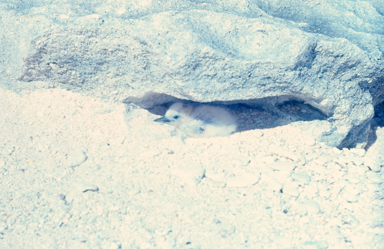 A fairy tern chick seeking shelter from the sun