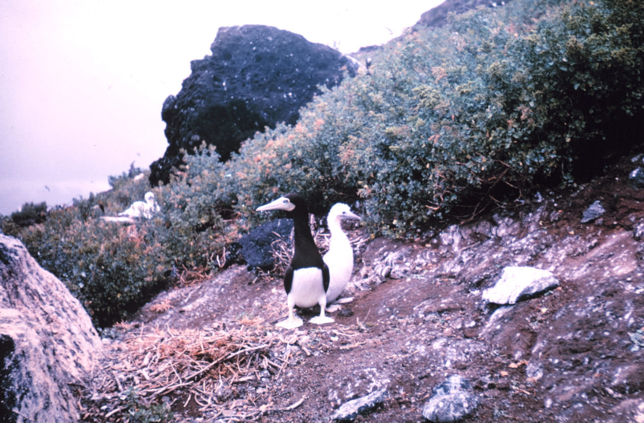Adult booby and chick