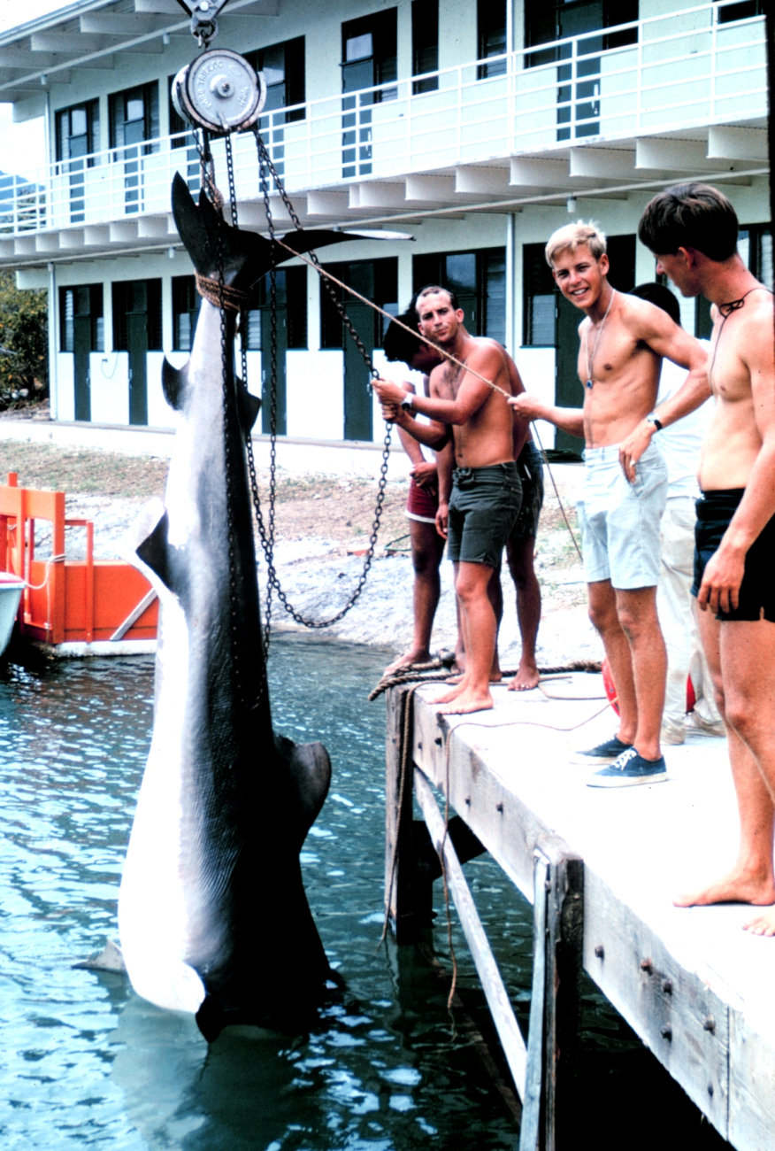Bringing up 14-foot, 1200 pound tiger shark for weighing