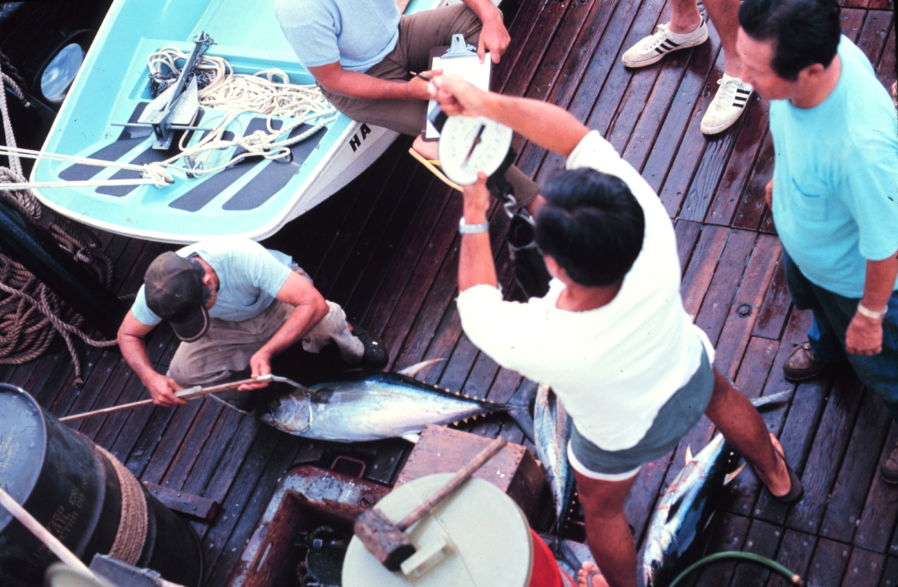 On NOAA Ship TOWNSEND CROMWELL measuring yellow-fin tuna