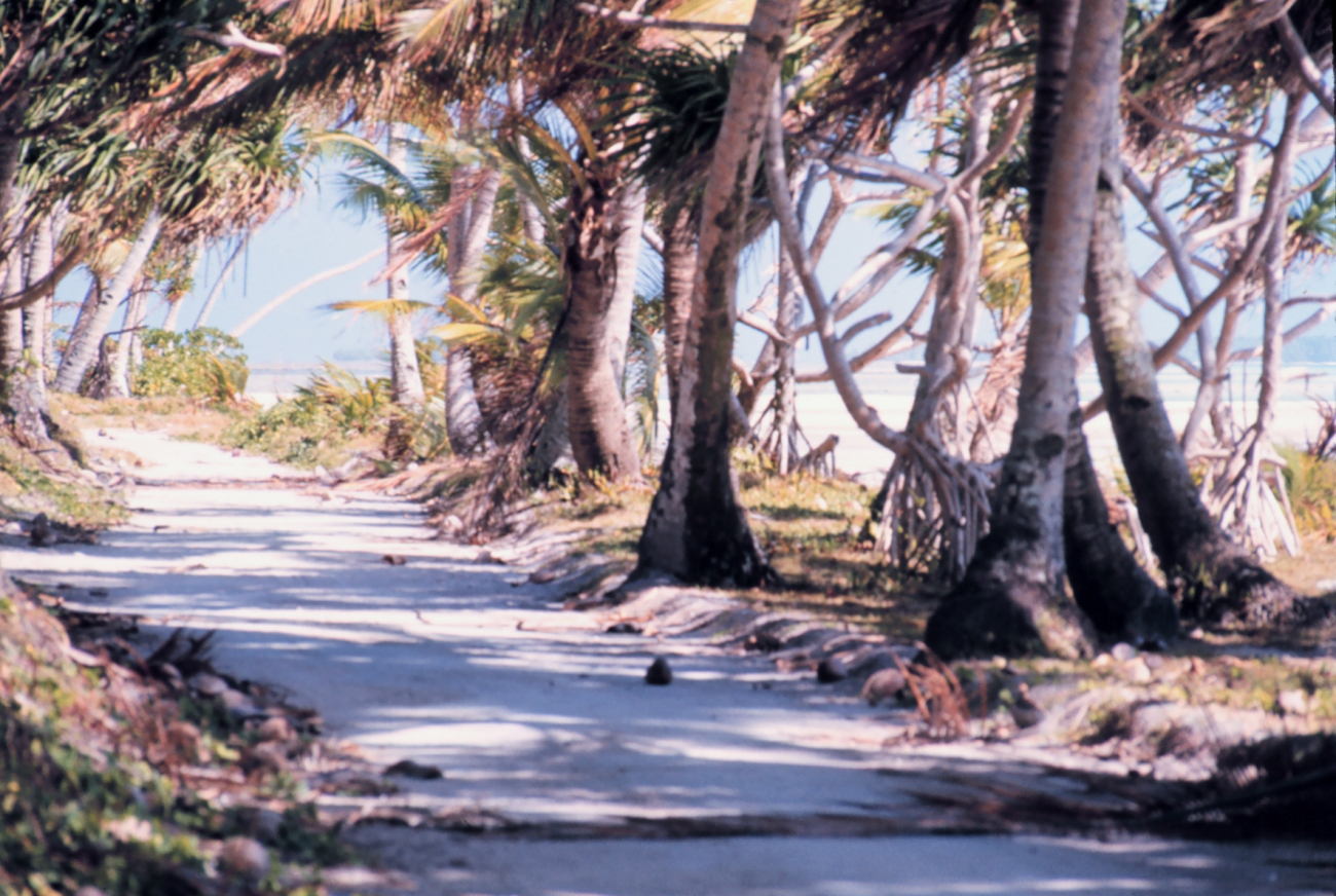 Beach road through the palm trees and pandura trees