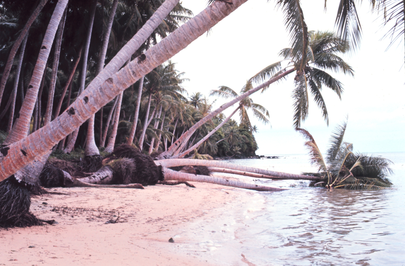 Beach erosion causing palm trees to topple