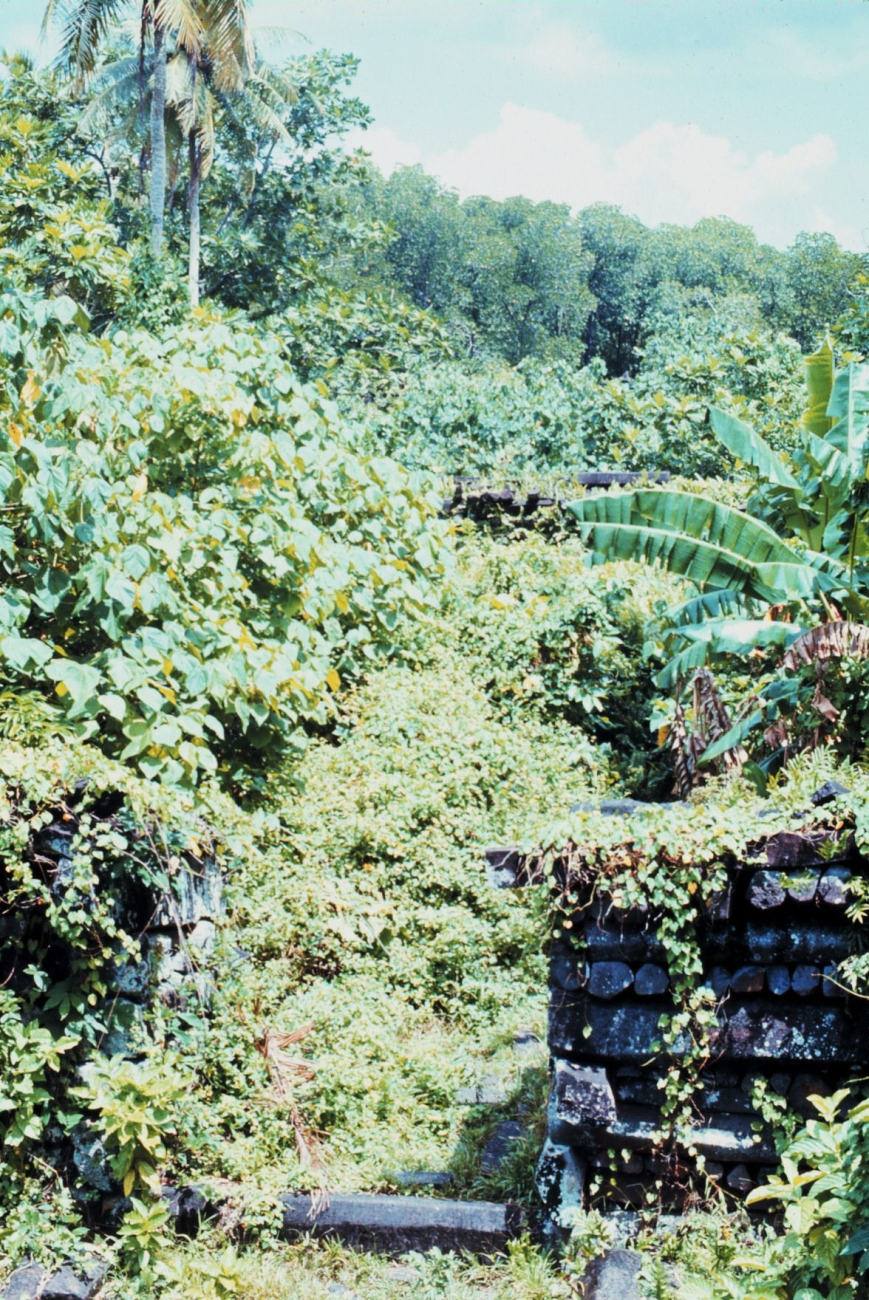 Jungle growth attempting to reclaim the ancient city of Nan Madol