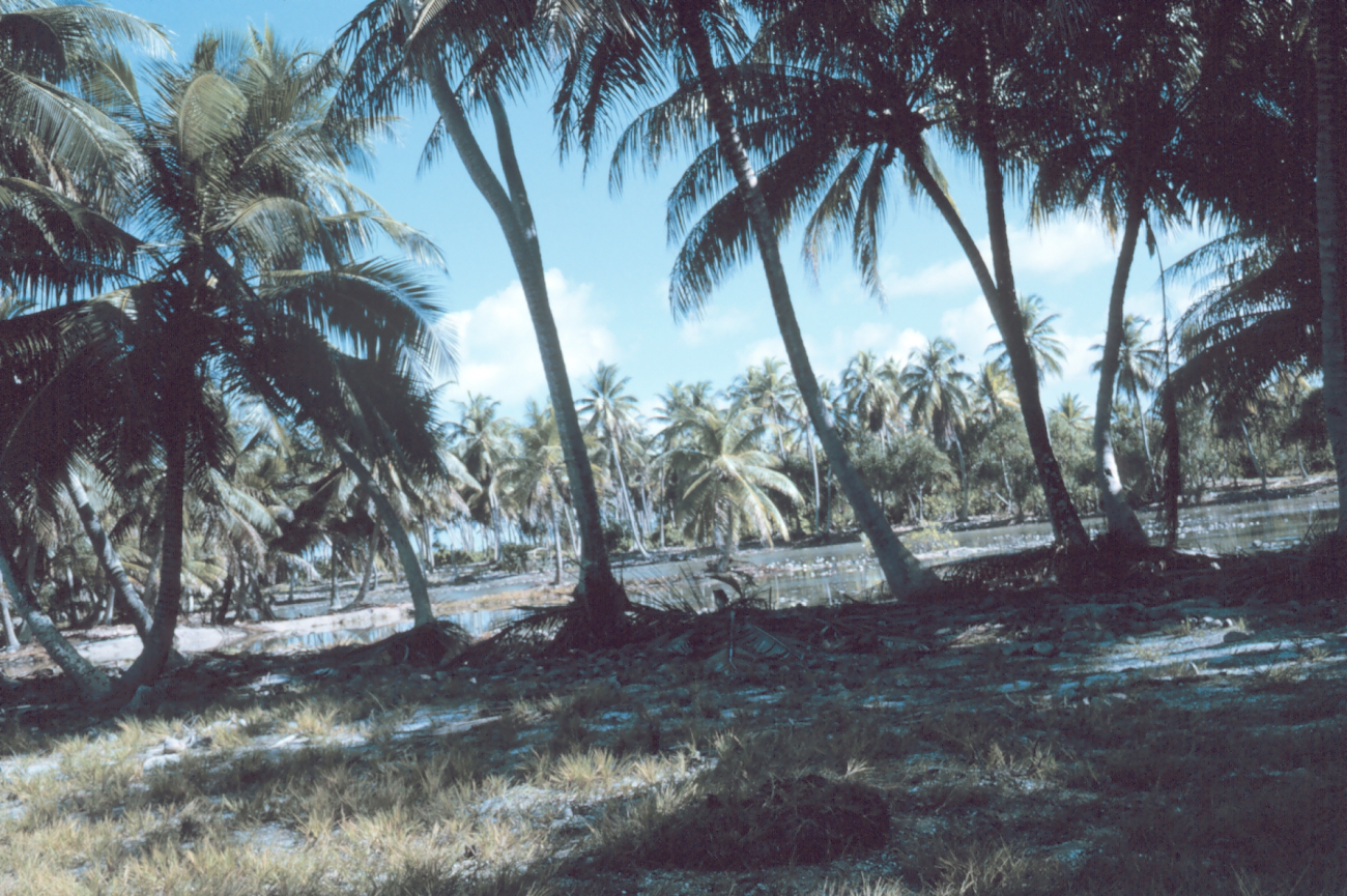 Coconut grove on Fanning Island