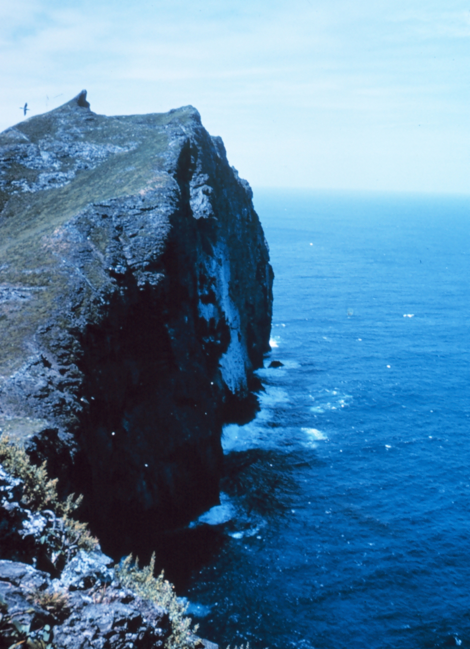 The cliffs with an albatross passing by